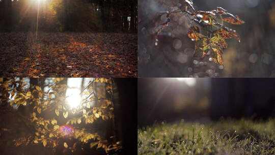 秋季森林阳光光线丁达尔光斑光晕小草露水