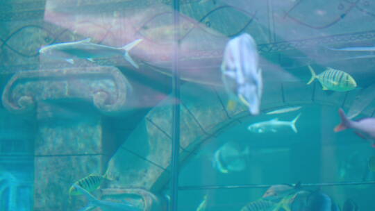 海洋馆观赏鱼视频素材模板下载