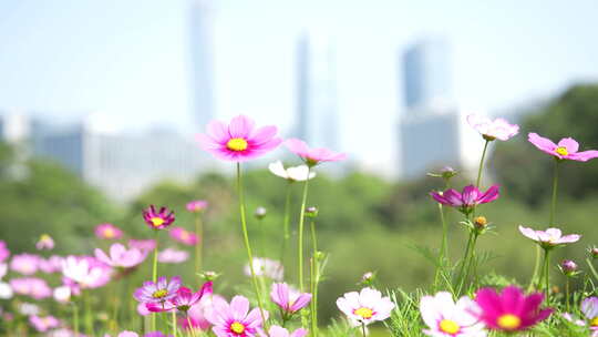 秋英波斯菊大波斯菊格桑花格桑梅朵