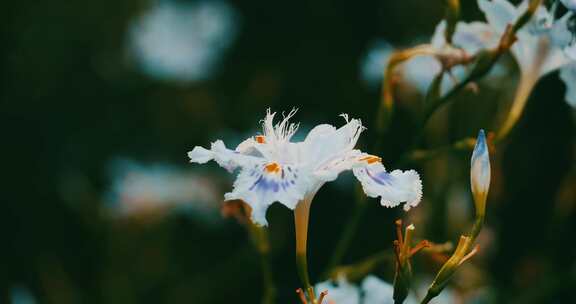 白色的蝴蝶花特写