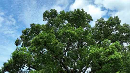 大树仰拍树林蓝天白云森林天空榕树古榕树王视频素材模板下载