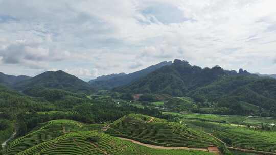 航拍四川洪雅瓦屋山复兴茶园