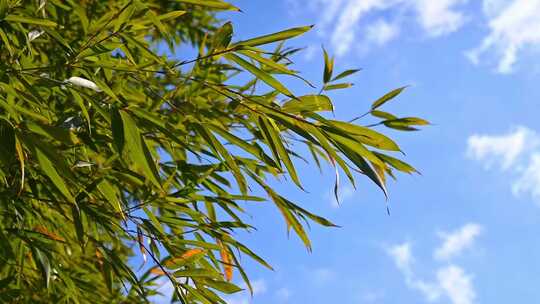 蓝天下茂密的绿色竹林竹叶随风摆动慢镜