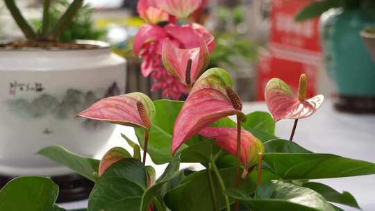 花烛 红鹅掌 红掌 花卉植物 鲜花 观赏