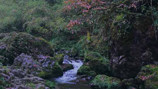 森林山涧溪流