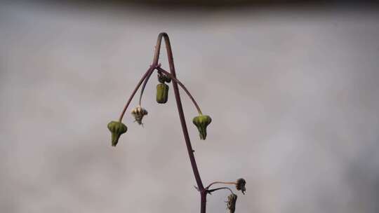 植物 绿植 草 花 绿色 枯萎 秋天