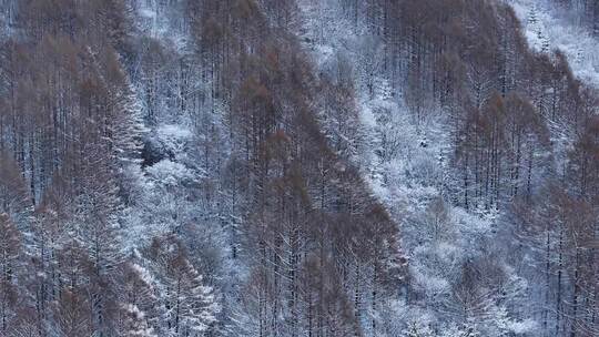 航拍东北下暴雪林海雪原威虎山