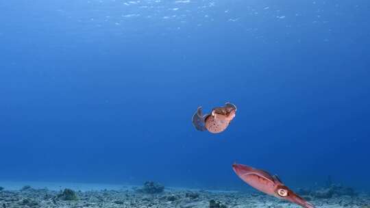 鱿鱼，软体动物，水下，暗礁