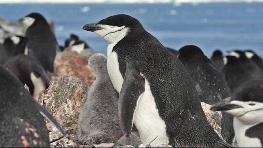 南极洲的企鹅站在岩石上视频素材模板下载