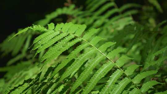 特写绿色蕨类植物叶片