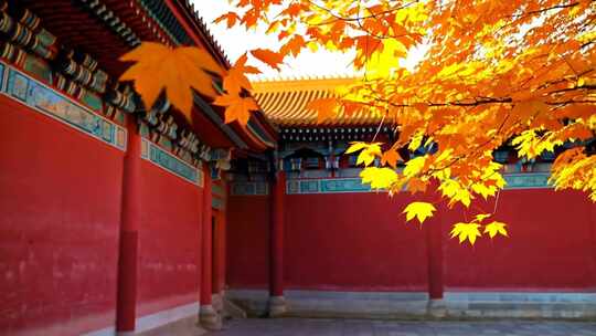 北京古建筑前的秋日枫叶