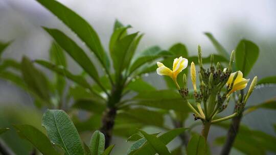 雨中的绿植视频素材模板下载