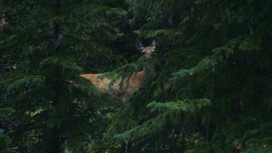 森林中的小鹿