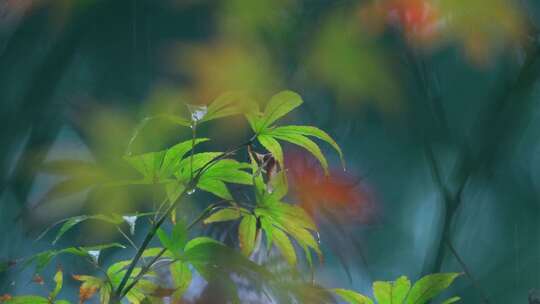 森林下雨枫叶雨滴
