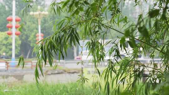 4K下雨天雨中的路边树叶