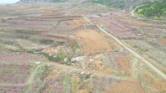 航拍桃花 桃林 桃园 桃花节