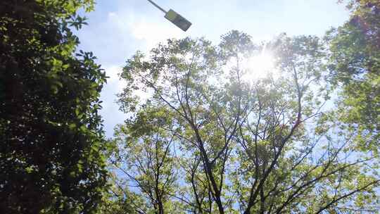 夏天阳光穿过树林树叶子唯美风景视频素材