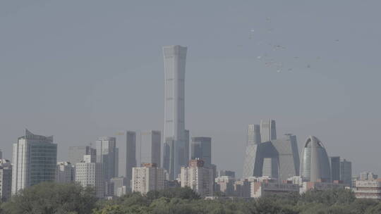 城市高空飞翔的鸽子 北京鸽子