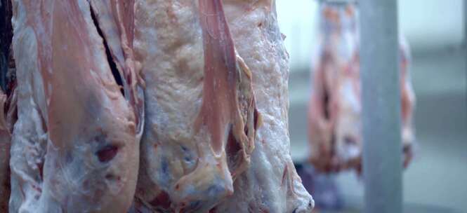 养殖屠宰质检肉食加工运输产业链视频素材