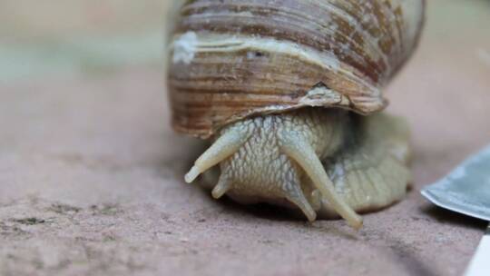 蜗牛在路面爬行