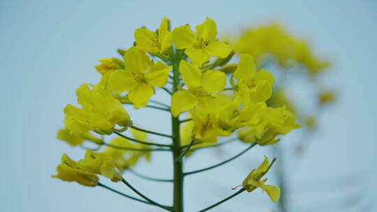 油菜花意境高清实拍