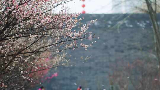 春天梅花鲜花盛开勃勃生机画面