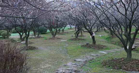 美丽梅花林梅花