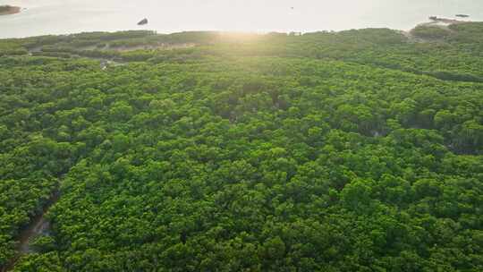 湛江乐民港红树林白鹭滩涂湿地保护区航拍