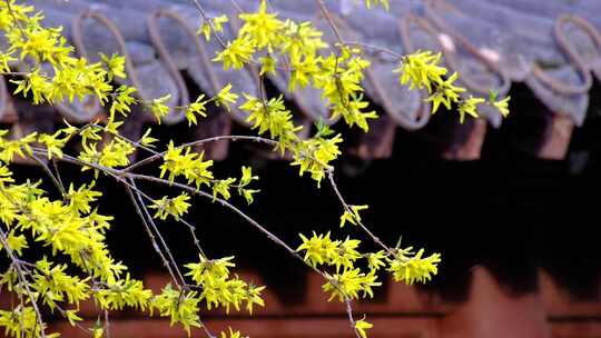 春日里古建筑屋檐前的迎春花开