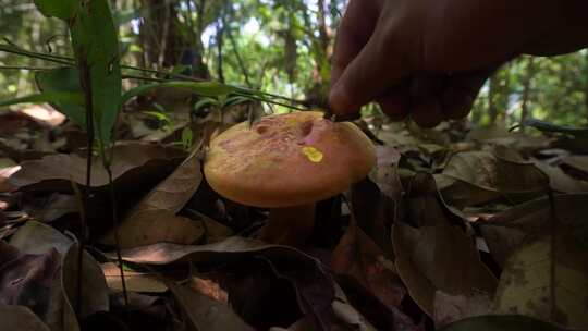 采蘑菇特写美味的牛肝菌见手青