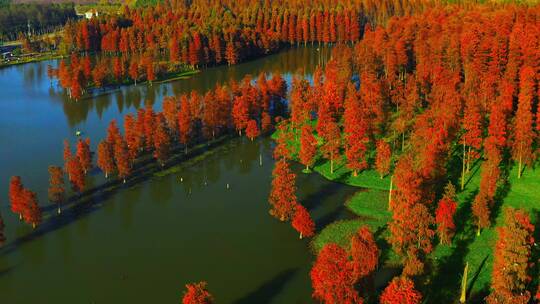 秋天的红色水杉林