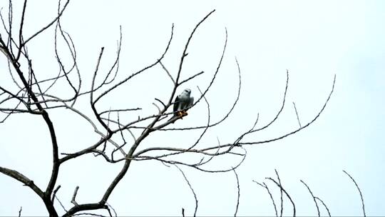 鹰在树枝上休息视频素材模板下载