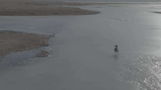 青海青海湖湖面飞鸟航拍视频