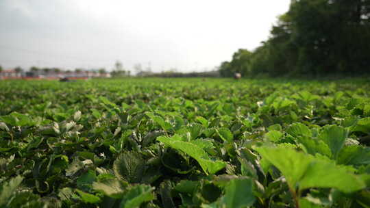 农民田间劳动种植蔬菜蔬菜大棚里的蔬菜草莓