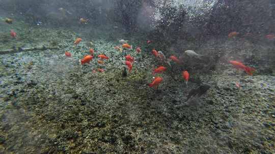 济南黑虎泉锦鲤水下世界