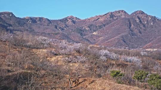 青岛樱花九上沟樱花