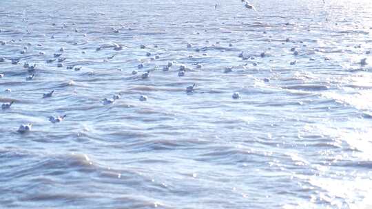 海鸥 海边 海平线 群鸟 大海