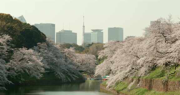 日本东京樱花季