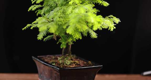 盆栽植物 阳台植物 水杉