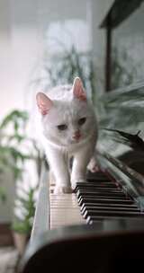 竖屏、钢琴上的猫咪