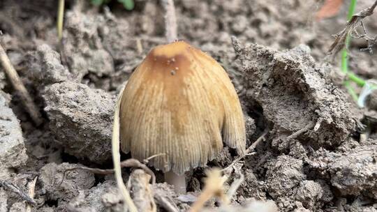 地面上的蘑菇