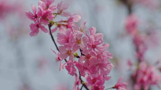 唯美粉色樱花盛开