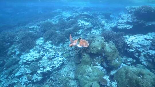 海洋丰富鱼类珊瑚生物合集视频素材模板下载