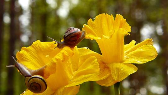 蜗牛在花朵上爬行