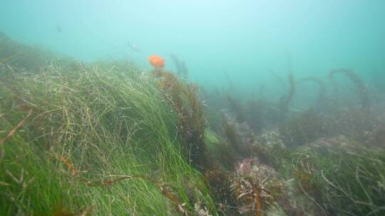 海底海草鱼类海洋生物