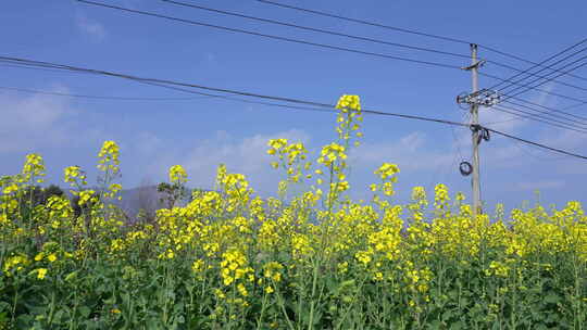 油菜花花海