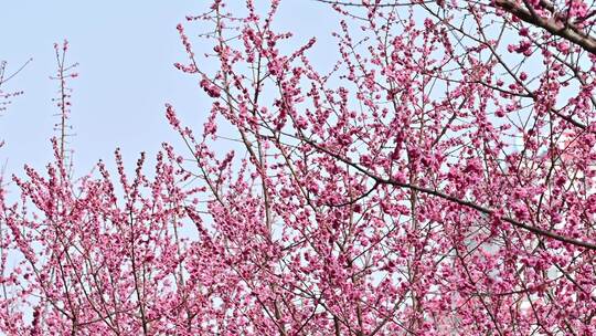 四川成都望江楼春天樱花园林风景高视角航拍