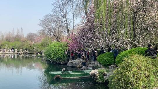 济南五龙潭公园春季景色，春日樱花海棠花开