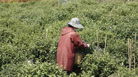 茶农采茶摘茶茶园茶树茶叶特写