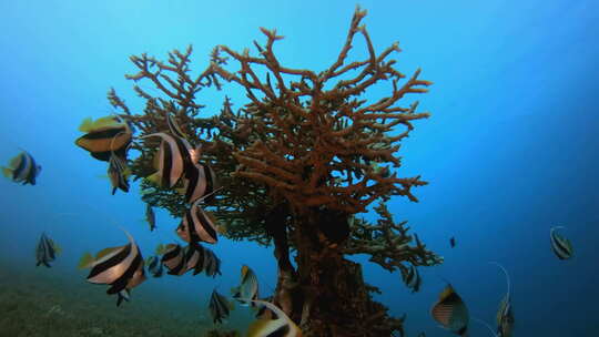 水下拍摄珊瑚礁附近的鱼群视频素材模板下载